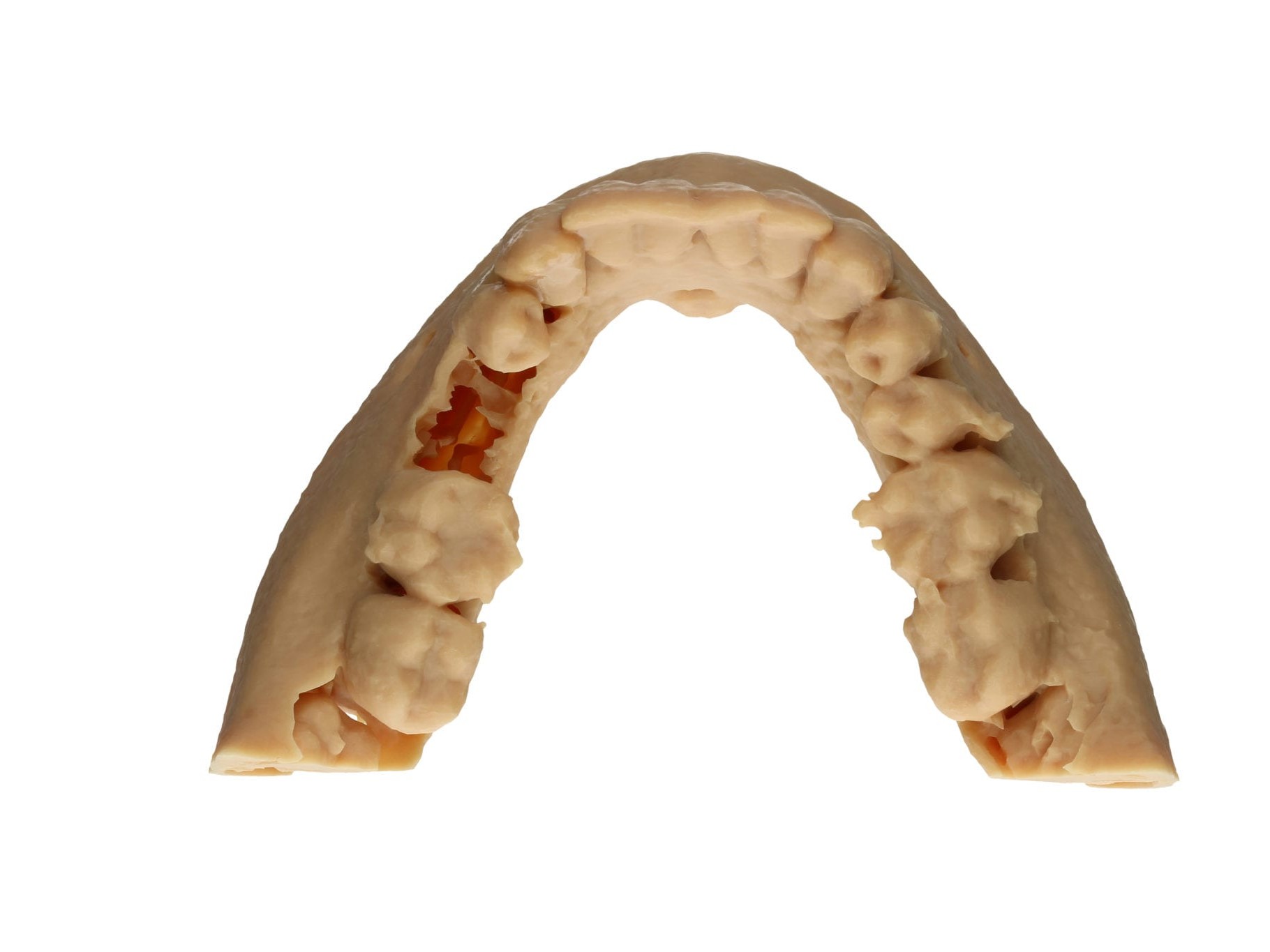 Modell des Unterkiefers aus okklusaler Ansicht
